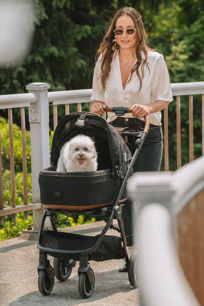 TAVO Pets Maeve + Roscoe 3-in-1 Pet Protection System - MEDIUM Flex